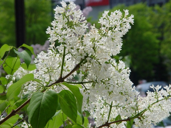 2004-05-26 2891 Sapporo, Hokkaido - Lilacs