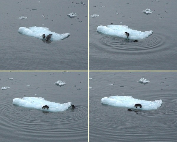 2004-06-08 3423-6 Yakutat Bay, Discontentment Bay - Harbor Seals